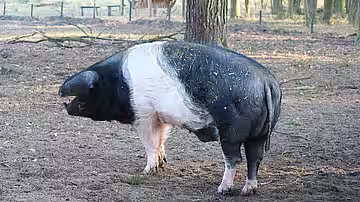 Deutsches Sattelschwein.