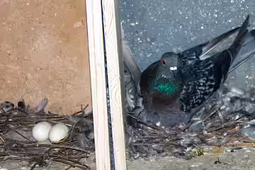 Der Schlag ist ein sicheres Zuhause, in dem die Tauben viel Zeit verbringen