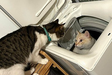 Katzen spielen in einer Waschmaschine