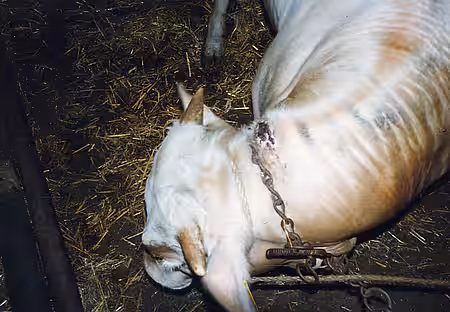 Kuh in Anbindehaltung