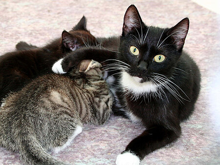 Katzenmutter mit Kitten.