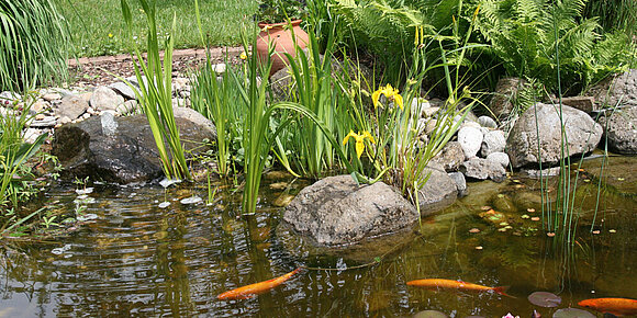 Naturnaher Gartenteich