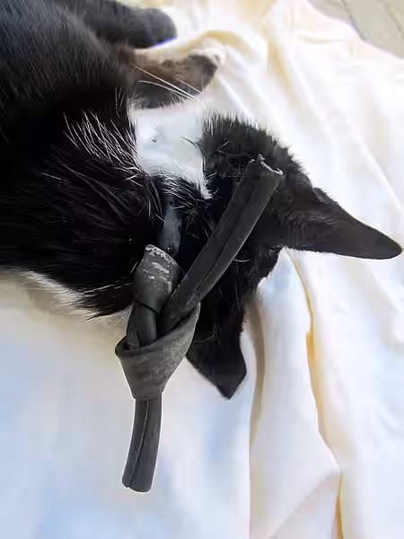 Katze mit Gummischlauch um den Hals Katze mit Gummischlauch um den Hals