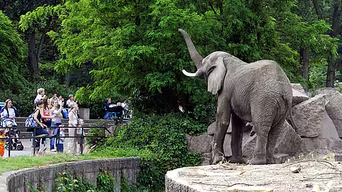 Ein tolles Fotomotiv, doch die Elefanten würden lieber in Freiheit leben. Ein tolles Fotomotiv, doch die Elefanten würden lieber in Freiheit leben.