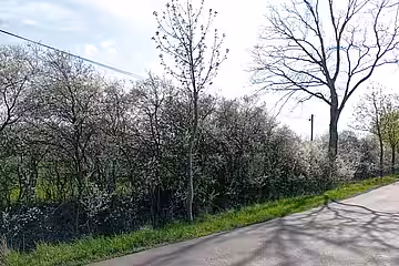 Straßenbegleitgrün (Bäume und Sträucher an Straßen und Wegen)