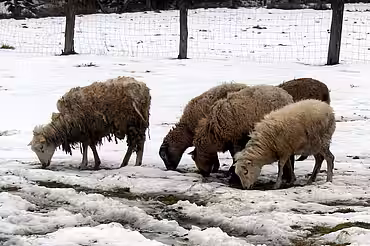 Vernachlässigte Schafherde