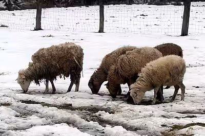 Vernachlässigte Schafherde