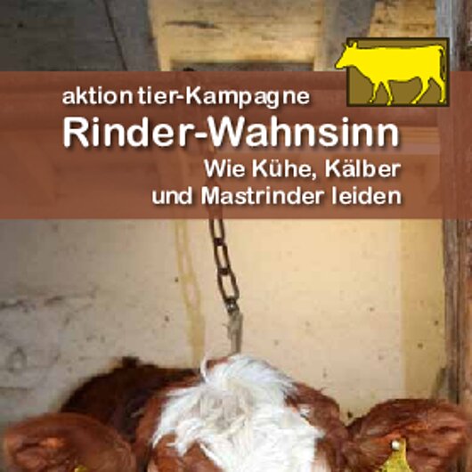 aktion tier Informationsflyer "Rinder-Wahnsinn" 