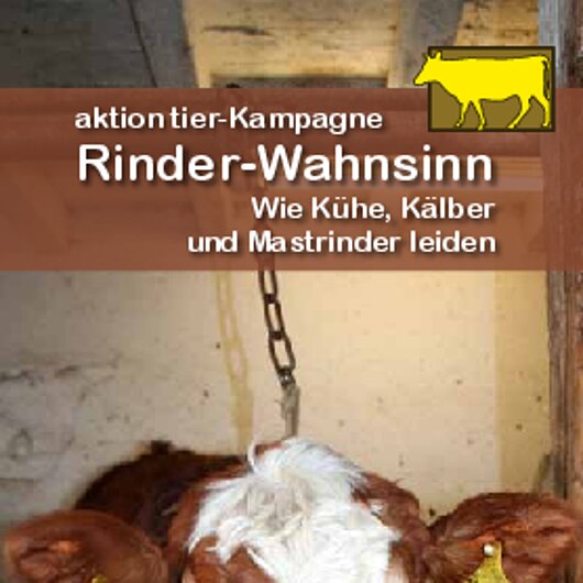 aktion tier Informationsflyer "Rinder-Wahnsinn" 