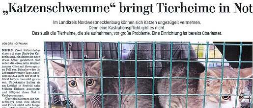 8. Oktober 2024 | Ostseezeitung | „Katzenschwemme" bringt Tierheime in Not