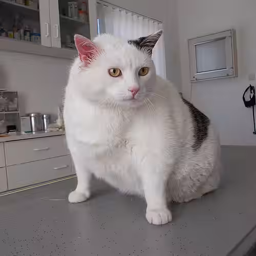 Katze mir Übergewicht sitzt auf dem Behandlungstisch einer Tierarztpraxis