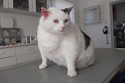 Katze mir Übergewicht sitzt auf dem Behandlungstisch einer Tierarztpraxis