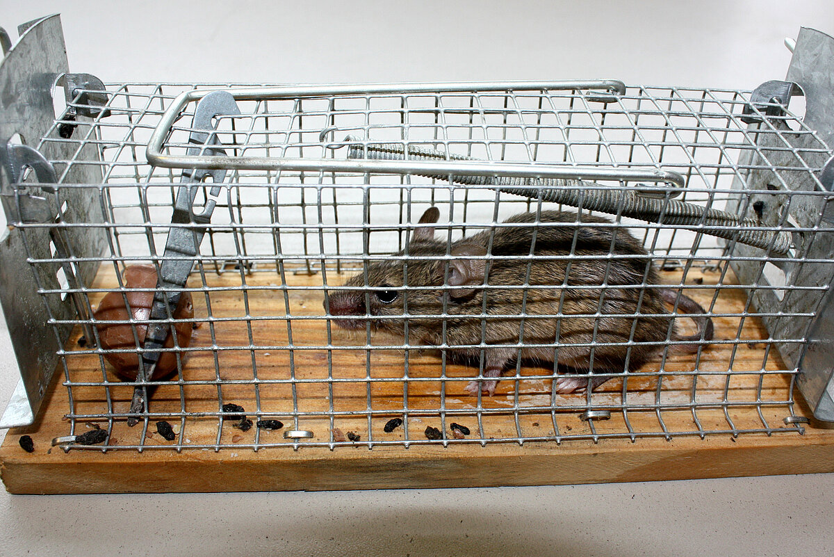 aktion tier – Menschen für Tiere e.V.: Mäuse in der Lebendfallen fangen