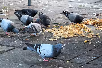 Stadttauben ernähren sich größtenteils von ungesundem Brot und Essensresten.