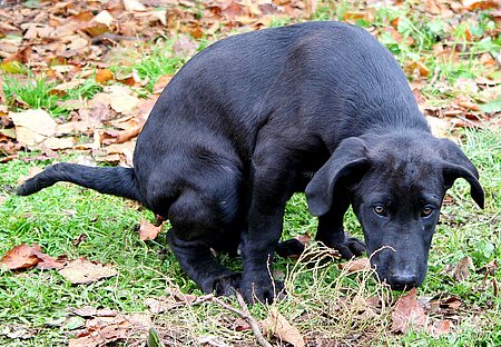 Jedes Häufchen in die Tüte zu packen, kann Überwindung kosten. Jedes Häufchen in die Tüte zu packen, kann Überwindung kosten.