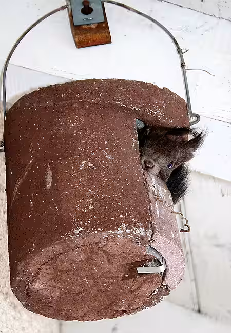 Eichhörnchen im Vogelnistkasten