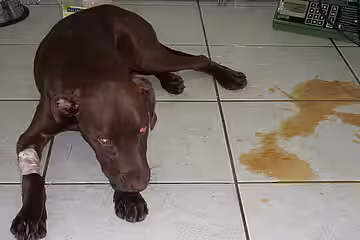 Parvovirose bei einem drei Monate alten Hund Parvovirose bei einem drei Monate alten Hund