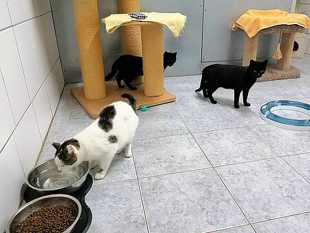 Katzen im aktion tier Tierheim Zossen