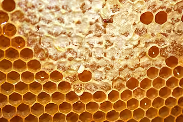 Honigbienen lagern ihren Honig naturgemäß als Nahrungsvorrat für den Winter und andere Notzeiten ein. Honigbienen lagern ihren Honig naturgemäß als Nahrungsvorrat für den Winter und andere Notzeiten ein.