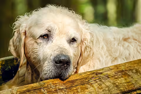 Tierhaltung bedeutet Verantwortung — ein ganzes Leben lang. 