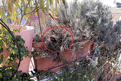 Eichhörnchennest auf einem Balkon