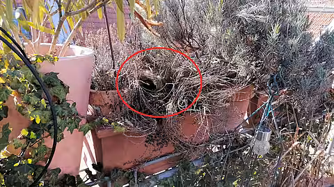 Eichhörnchennest auf einem Balkon Eichhörnchennest auf einem Balkon