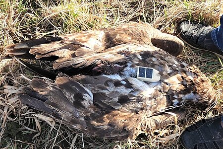 Toter Seeadler