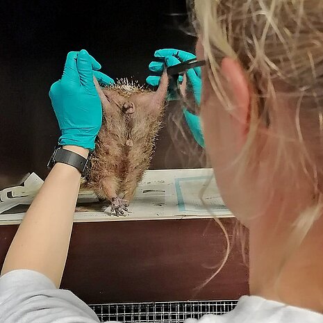 Auch der Bauch der Igel wird kontrolliert.