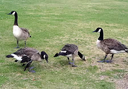 Die beiden Elternvögel kümmern sich rührend um ihren behinderten Nachwuchs.