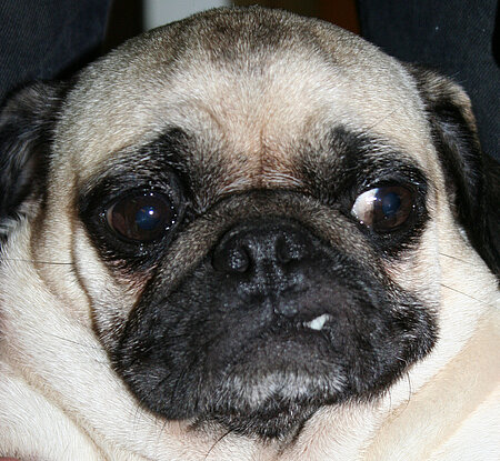 Das Gesicht eines Mopses.