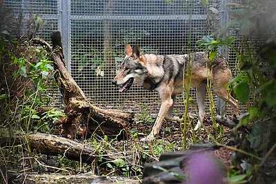 Fast immer in Bewegung lässt der Wolf seinen enormen Bewegungsdrang erkennen