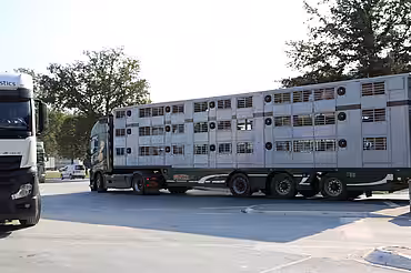 Tiertransport Tiertransport