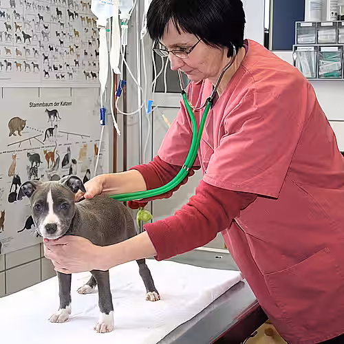 Sprechen Sie mit dem Tierarzt über ihre finanziellen Probleme vor der Behandlung. 