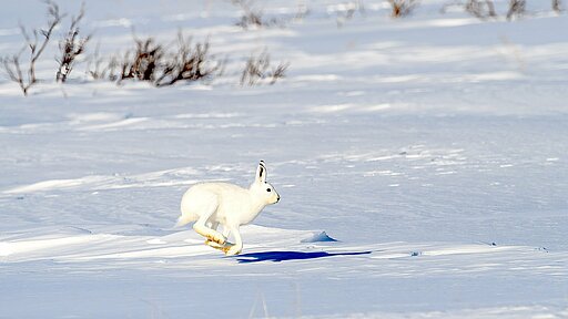 Gut getarnt im weißen Winterfell wird der Schneehase von Fressfeinden nicht so leicht gesehen.