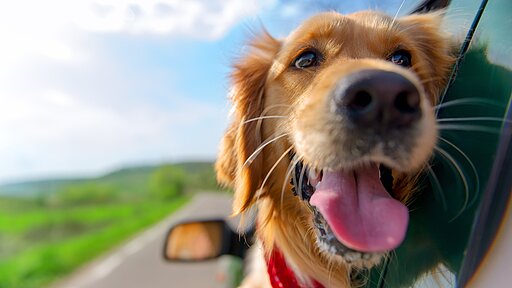 Bei einer abrupten Bremsung könnte der Hund schwer verletzt werden.
