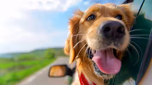 Bei einer abrupten Bremsung könnte der Hund schwer verletzt werden.