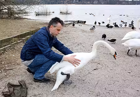 Die ersten Schritte des Schwans am Berliner Havelstrand.