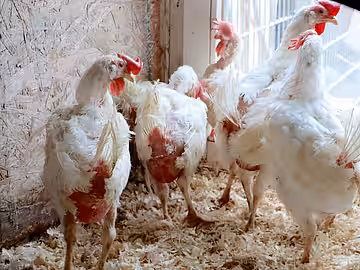 Hybridhennen nach einem Jahr `Powerlegen`. 