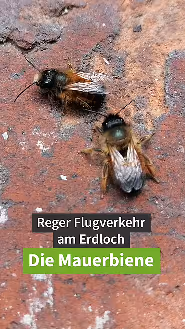 Die Mauerbiene – Reger Flugverkehr im Erdloch