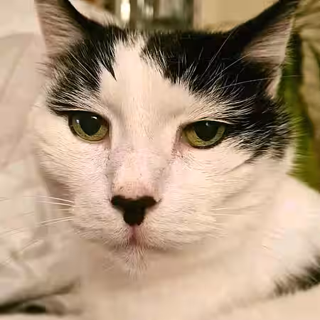 Drei Kater suchen ein Zuhause.