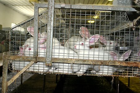 Kaninchen in Käfiganlagen mit Gitterböden