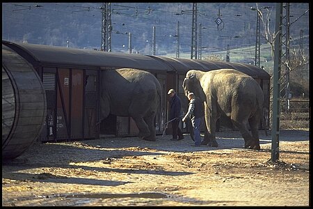 Zirkuselefanten werden verladen 