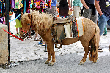 Reitpony auf Mallorca. 