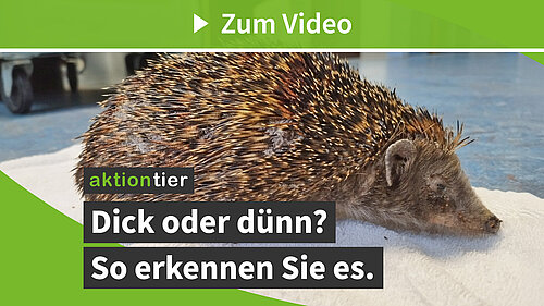 Untergewicht bei Igeln erkennen (aktion tier Igelzentrum Niedersachsen e. V.)