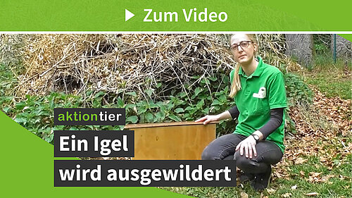Ein Igel wird ausgewildert!