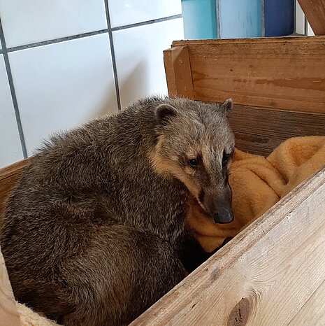 Nasenbär in der Wildtierstation Sachsenhagen