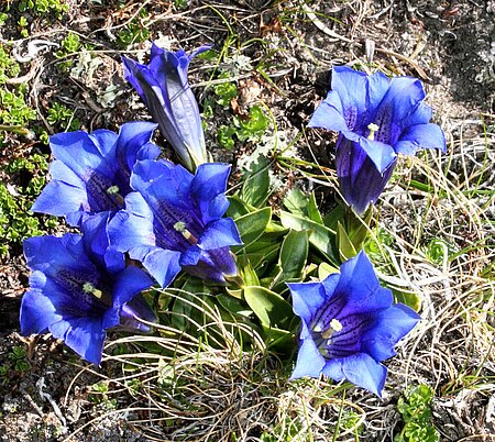 Großblütiger Enzian (Gentiana clusii)