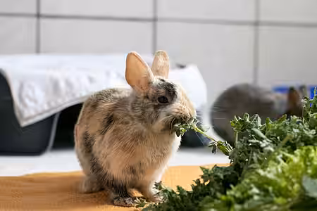 Kaninchen im aktion tier Tierheim Zossen