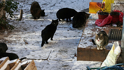 Das Leben von Straßenkatzen ist ein hartes - besonders im Winter.