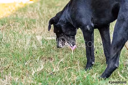 Wenn der Hund erbricht, sollte der Hundehalter stets aufmerksam sein.